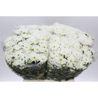 Freshy Chr Aqua T Pina Colada