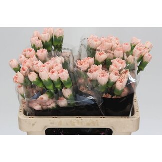 Freshy Anjer Kort Novia