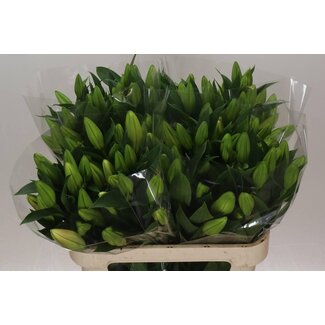 Freshy Lelie Oriental Aqua Marlon 2 Bloem