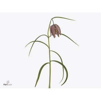 Freshy Fritillaria Meleagri