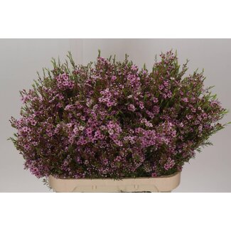 Freshy Chamelaucium Un Olivia