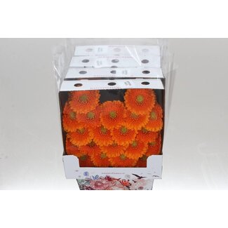 Freshy Ge Aqua .racket Mi Pomponi Fanta