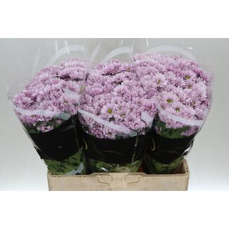 Freshy Chrysant santini Melody