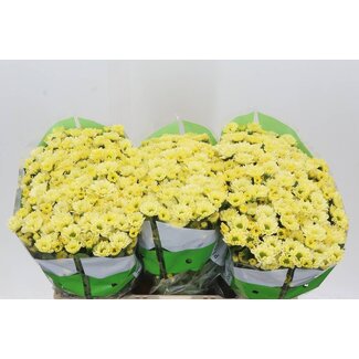 Freshy Chrysant santini Rossi Cream