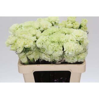 Freshy Anjer Kort Prado Mint