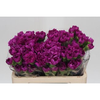 Freshy Anjer Kort Happy Gema