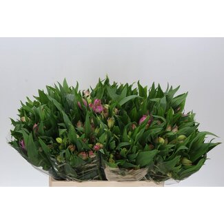 Freshy Alst.kort Layla