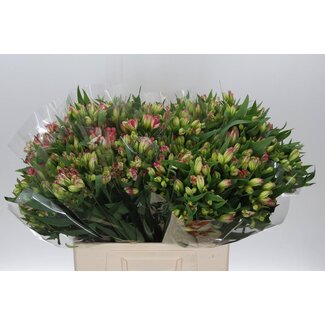 Freshy Alst.kort Pink Paradiso