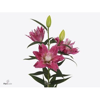 Freshy Lelie Oriental Du Aqua Dreamline