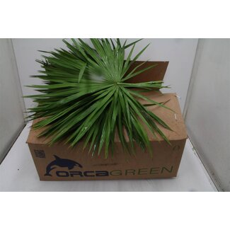 Freshy Palmblad | Kleur: Groen | Lengte ± 50 centimeter | 15 bladeren per bos | Per 2 bossen
