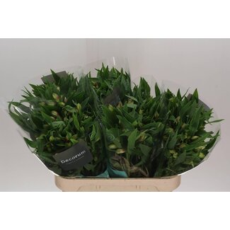 Freshy Alstroemeria Elegance