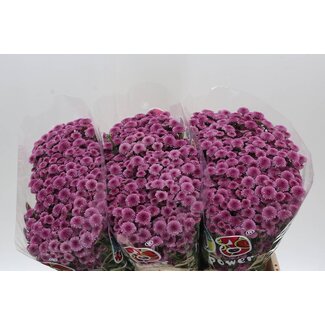 Freshy Chrysant santini Mad Pink Tyolo