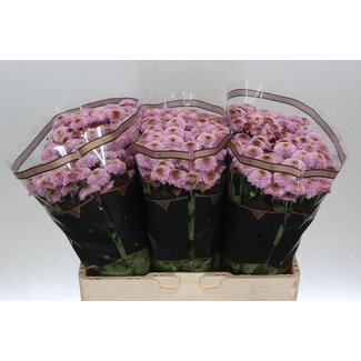 Freshy Chrysant santini Doria Pink