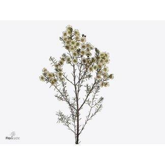 Freshy Chamelaucium Me Gil