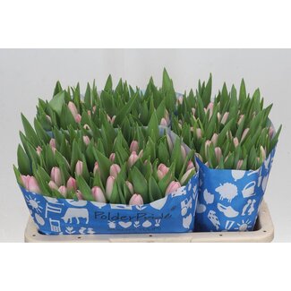 Freshy Tulp enkel Dynasty