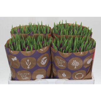 Freshy Tulp enkel Laptop