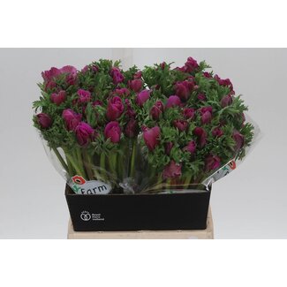 Freshy Anemone Gal Purper