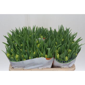 Freshy Tulp dubbel Marie Jo