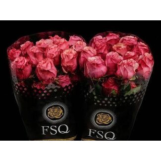 Freshy R Eq Art Rose