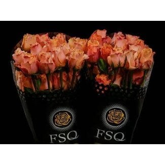 Freshy R Eq Carpe Diem