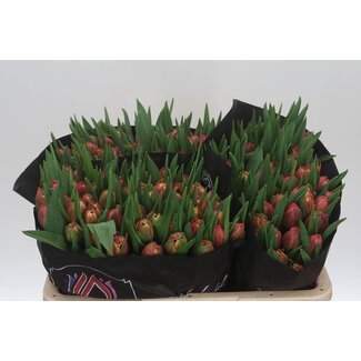 Freshy Tulp dubbel Columbus