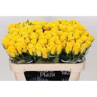 Freshy Rosa Moonwalk