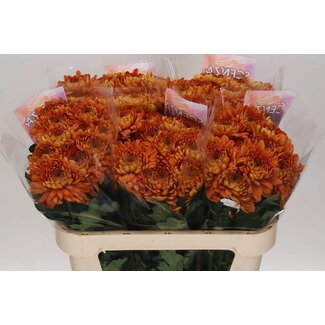 Freshy Chrysant deco Bellavista