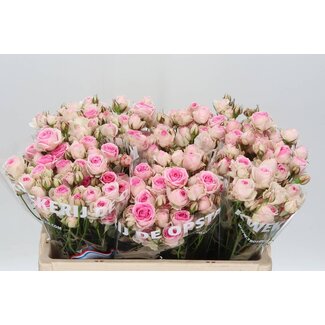 Freshy R tros Mimi Eden