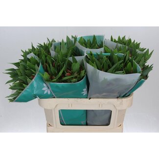 Freshy Alstroemeria Estee