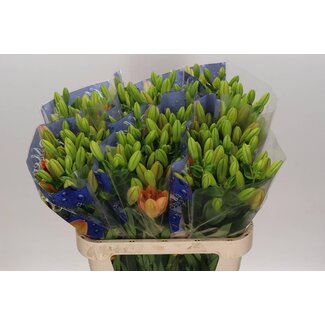 Freshy Lelie Longi x Aziatic Aqua Menorca