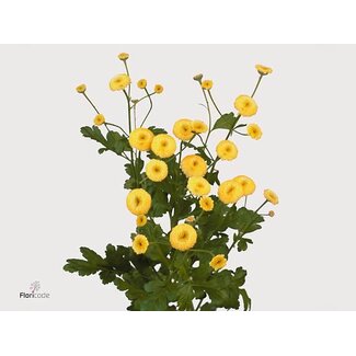 Freshy Tanacetum Pa Amazone