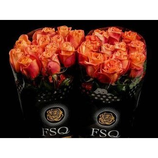 Freshy R Eq Wild Spirit