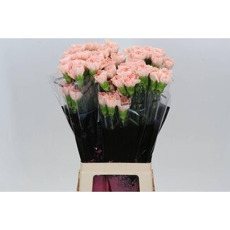 Freshy Anjer Lang Novia