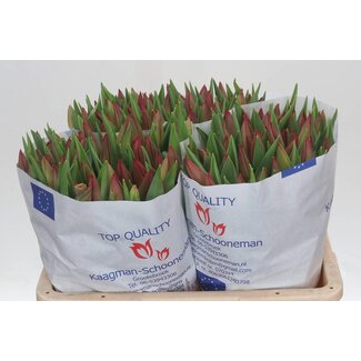 Freshy Tulp enkel Strong Energy