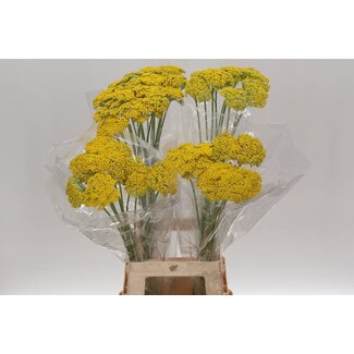 Freshy Achillea Parker Variety