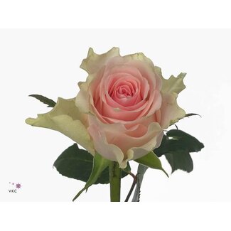 Freshy Rosa Top Gear