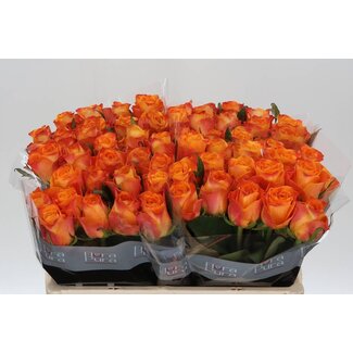 Freshy Rosa Solarflare