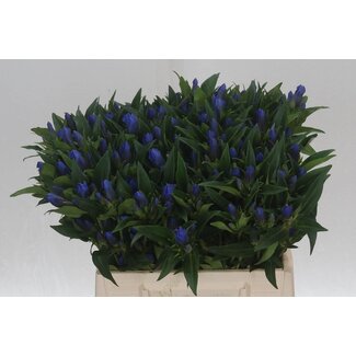 Freshy Gentiana Kagayaki