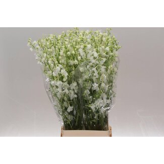 Freshy Delphinium En Be An White