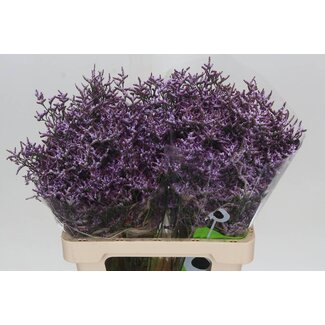 Freshy Limonium Saf Lilac