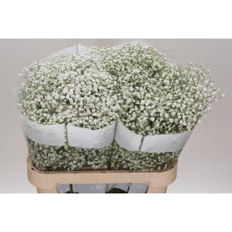 Freshy Gyps Pa Cosmic Ec 35 Tropical Acres