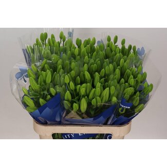 Freshy Lelie Longi x Aziatic Aqua Scansano