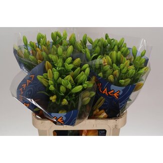 Freshy Lelie Longi x Aziatic Aqua Caesars Palace