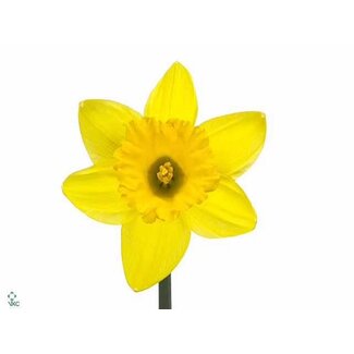 Freshy Narcis T Standard Valu