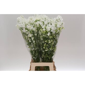 Freshy Delphinium En M Silky White