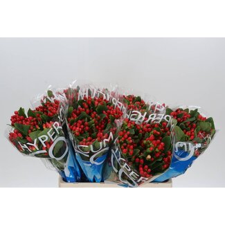 Freshy Hypericum Coco Diablo Vertakt