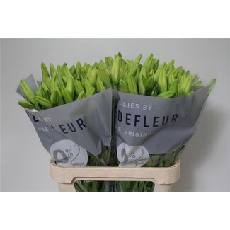 Freshy Lelie Longi x Aziatic Aqua Rodin