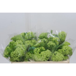 Freshy Sneeuwbal 2 Kop