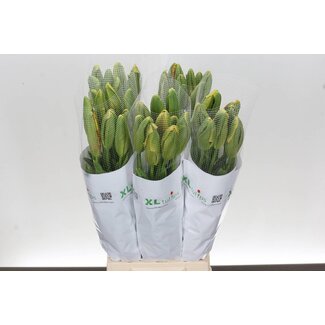 Freshy Tu. Pa Avignon Parrot (frans)