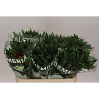 Freshy Alstroemeria Rockstar